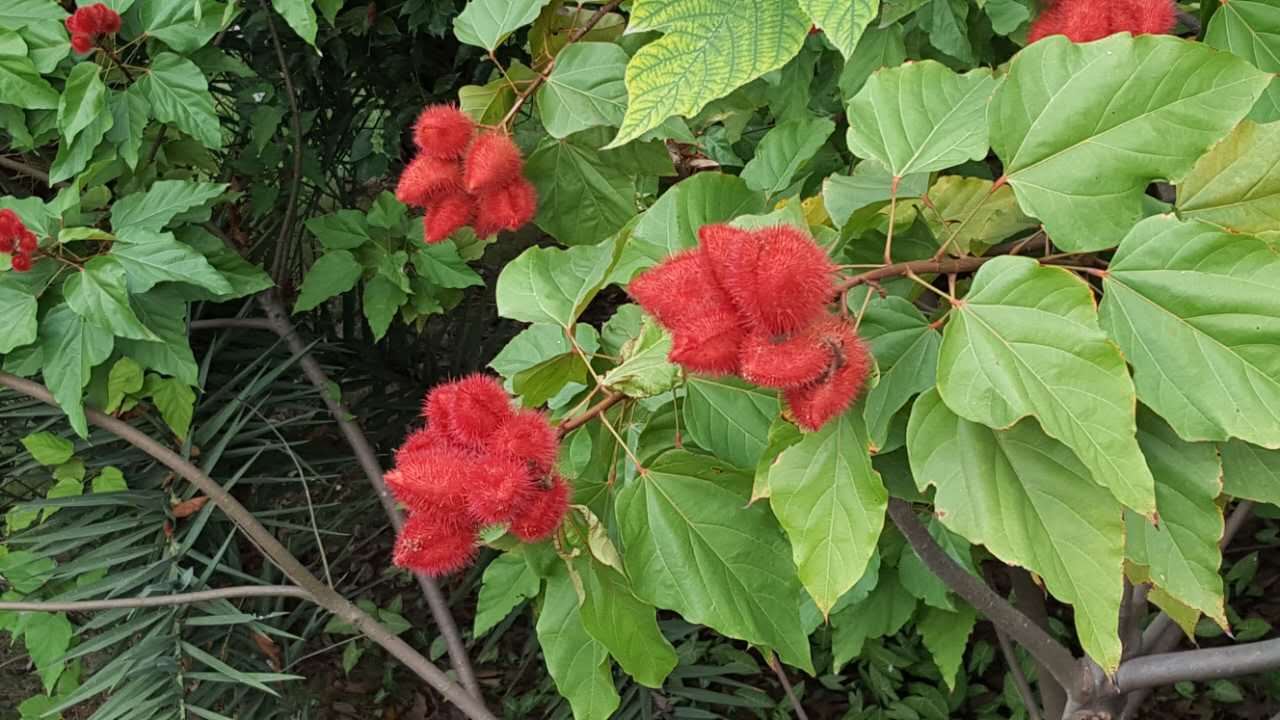 广西植物志·胭脂花