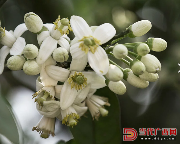 柚花时节又逢君